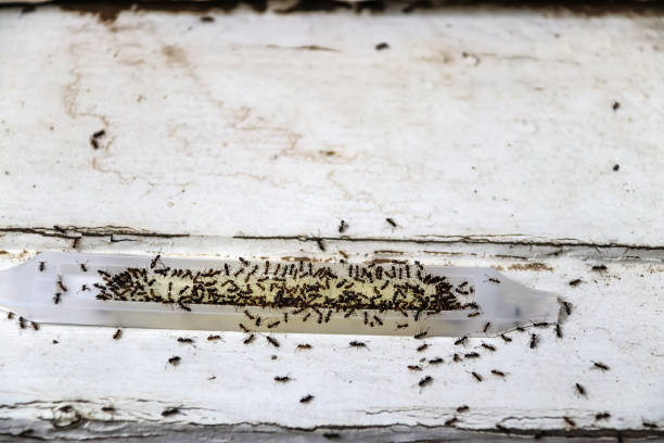 Ant poison trap filled with ants - dead and alive - sitting on old wood - shallow focus stock photo