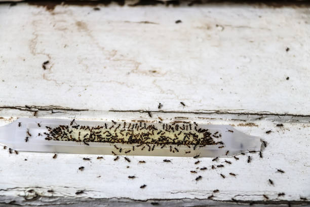 ant poison trap filled with ants - dead and alive - sitting on old wood - shallow focus - colony swarm of insects pest animal imagens e fotografias de stock