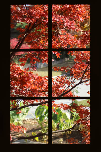 istock Pretty autumn maple leaves viewed through a black framed paned window - with elephant ears and a drive 1133230617