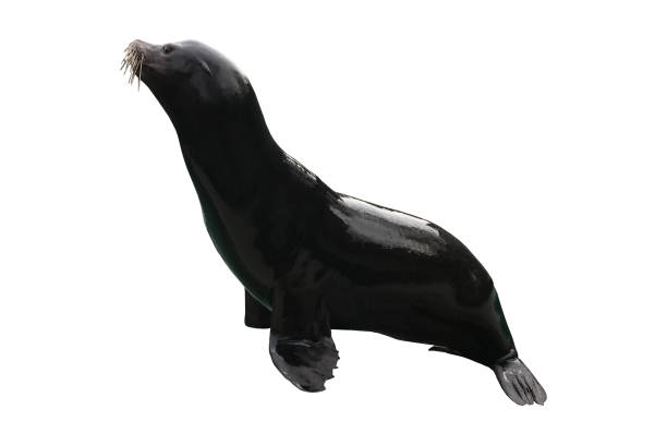 istock Seal - isolated sea mammals 1133232398