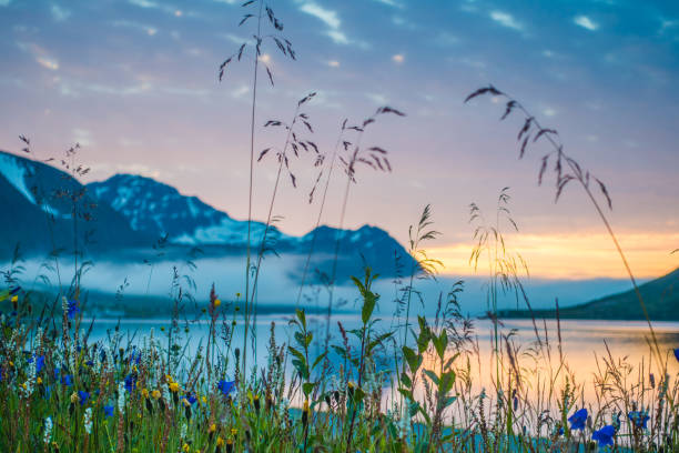 ノルウェーの海と山のワイルドフラワー草�原 - daisy multi colored flower bed flower ストックフォトと画像