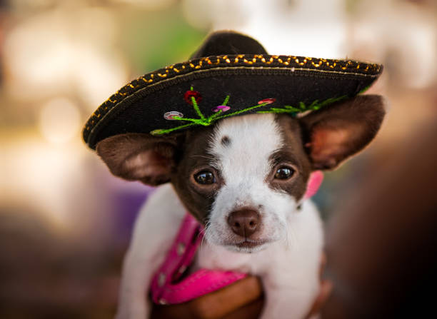 Chihuahua Dog in Sombrero Hat Close up brown and white Chihuahua dog wearing black Sombrero hat chihuahua dog photos stock pictures, royalty-free photos & images