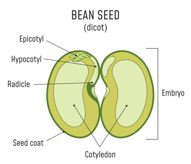 ilustraciones, imágenes clip art, dibujos animados e iconos de stock de estructura de semilla de frijol dicot - semillas
