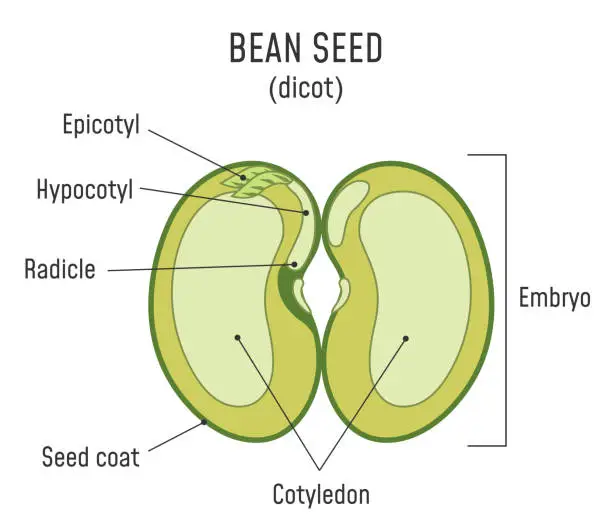 Vector illustration of Bean Seed Structure Dicot