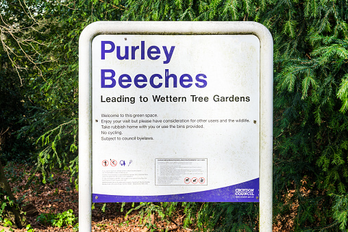 Croydon, United Kingdom - March 03, 2019: Purley Beeches park with a large large number of young and mature Beech trees