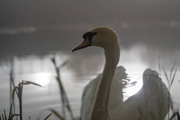 A single swan swims in a calm canal with artificial rear lighting at night, and a shallow depth of field with selective focus, with lengths of grass poking up through the water
