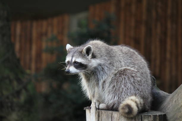 istock a grey raccoon is sitting at a tree trunk closeup 1133235675
