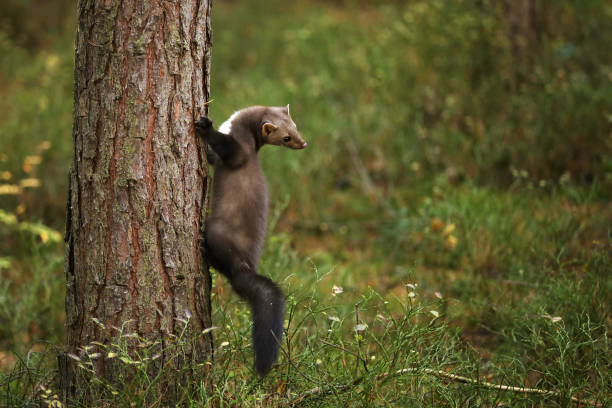 White breasted marten on the tree - Martes foina