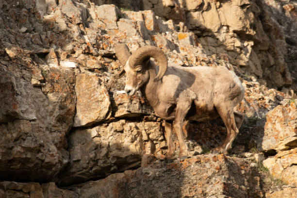 istock Bighorn rams leaping and jumping scross cliffs in Yellowstone USA 1133237124