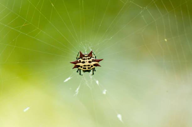 kolczasty pająk kulowy - orb web spider zdjęcia i obrazy z banku zdjęć