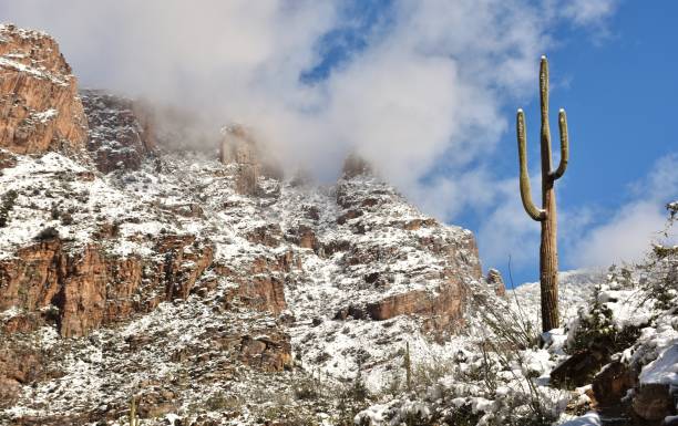 istock Saguaro Cactus in Front of Snow-Topped Mountains 1133239506