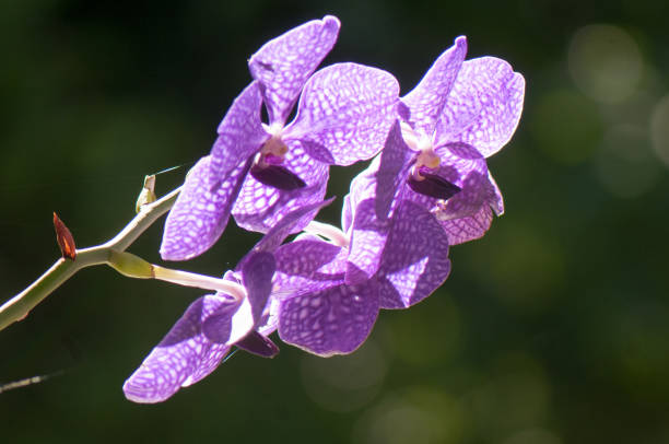 istock Pink phalaenopsis orchid 1133239555