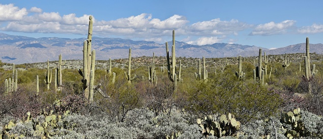 A forest of saguaro cactus in the Catalina Mountains of Coronado National Forest outside Tucson, Arizona.