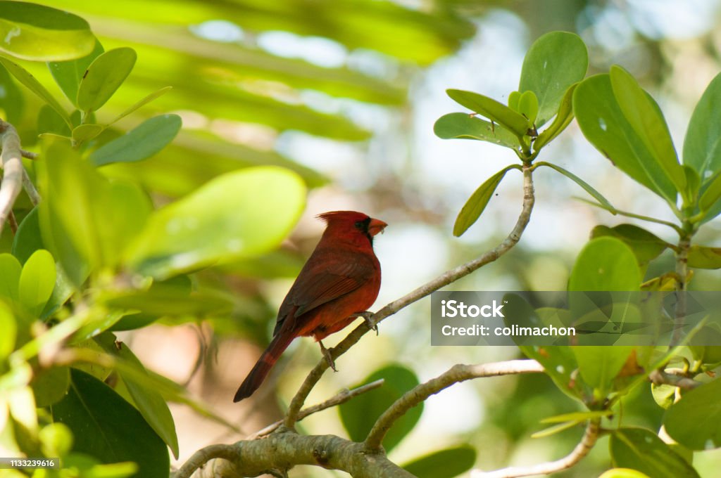 Red cardinal bird This brightly colored bird is set against the lush tropical greenery Animal Stock Photo