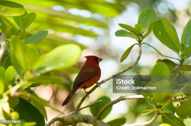 Red Cardinal Bird Stock Photo - Download Image Now - Animal, Animal Body Part, Animal Wildlife