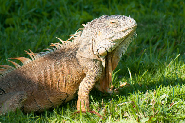 istock Green iguanas in Miami 1133239617