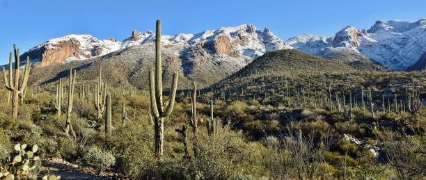 istock Saguaro Cactus in Front of Snow-Topped Mountains 1133239655