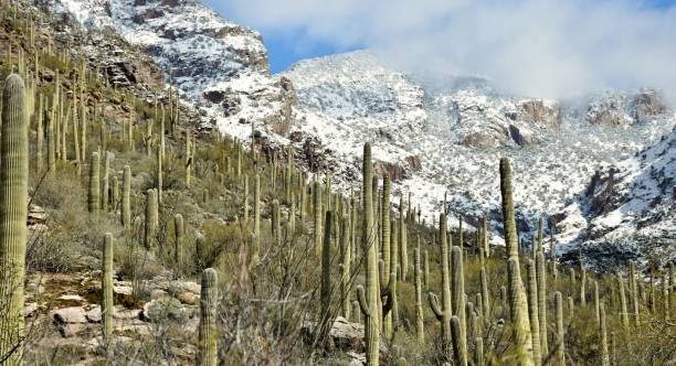 istock Saguaro Cactus in Front of Snow-Topped Mountains 1133239678
