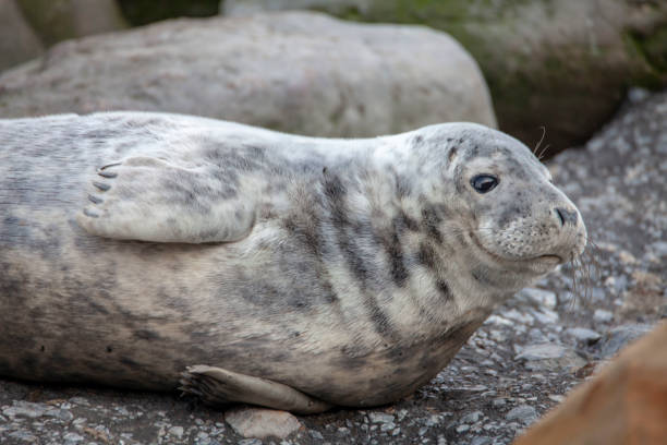 istock Grey Seal on the coast of the British Isles 1133239855