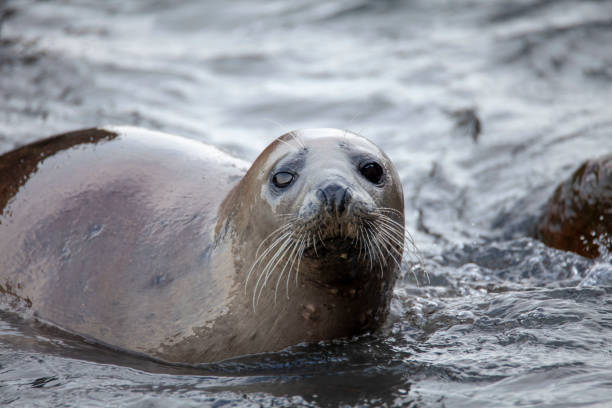 istock Grey Seal on the coast of the British Isles 1133239889