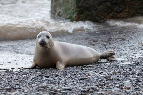istock Grey Seal on the coast of the British Isles 1133239925
