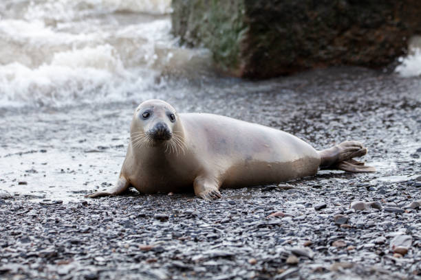 istock Grey Seal on the coast of the British Isles 1133239936