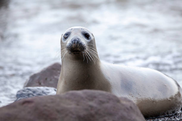 istock Grey Seal on the coast of the British Isles 1133239956