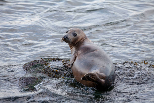 istock Grey Seal on the coast of the British Isles 1133240032
