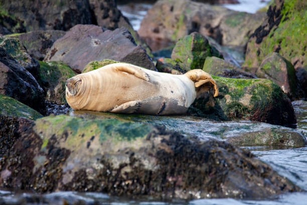 istock Grey Seal on the coast of the British Isles 1133241475