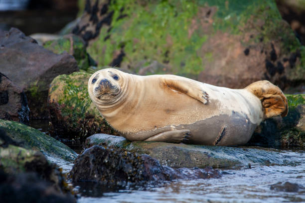istock Grey Seal on the coast of the British Isles 1133241561