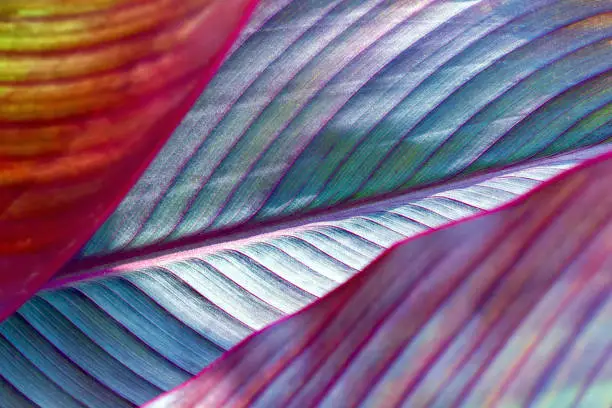 Photo of toned image of fresh palm leaf, banana.