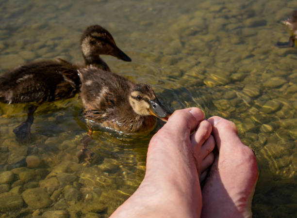 istock Pedicure by duck babies. Ducks nibble on my toes at the See 1133244265