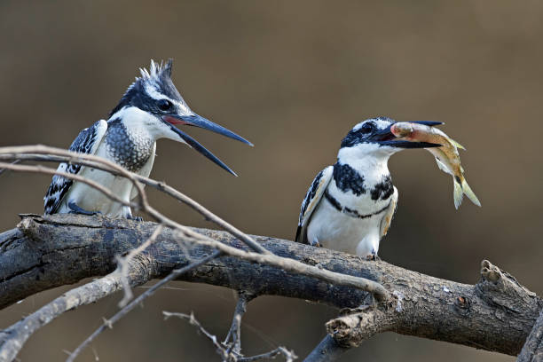 istock Pied kingfisher (Ceryle rudis) 1133244545