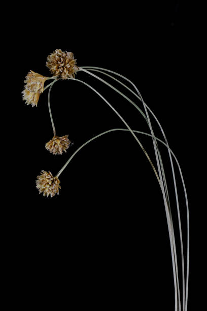 istock Brazilian Flowers 1133244626