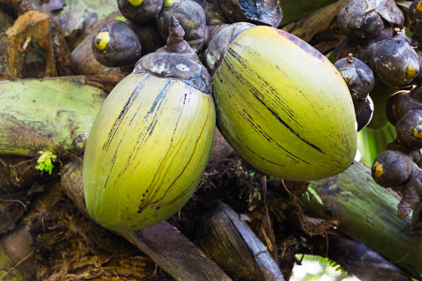 Big Coco 500+ Big Coco Stock Photos, Pictures & Royalty-Free Images - iStock
