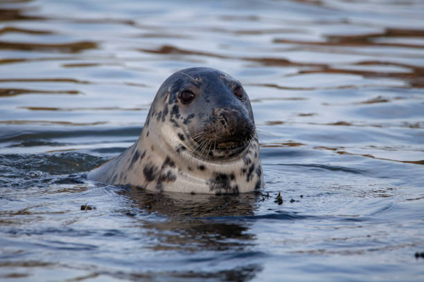 istock Grey Seal on the coast of the British Isles 1133245335