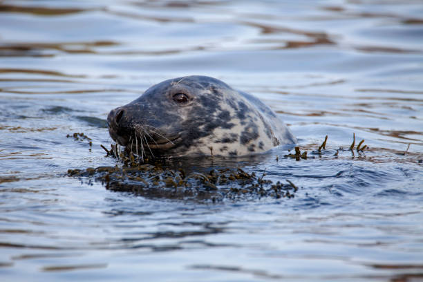 istock Grey Seal on the coast of the British Isles 1133245341