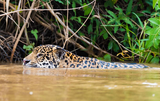 istock Jaguar swimming in a river 1133246661