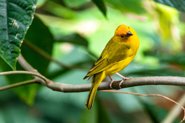 istock Yellow bird on branch 1133246691
