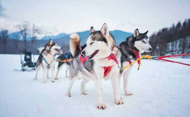 istock husky winter in the mountains 1133249958