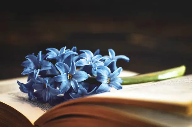 Book and flower on dark background