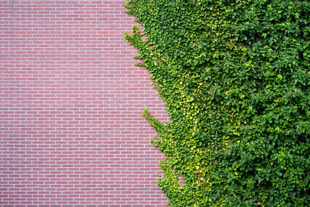 istock Wild grape on the wall of an old building. 1133253020