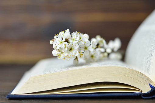 Spring flower branch on open book