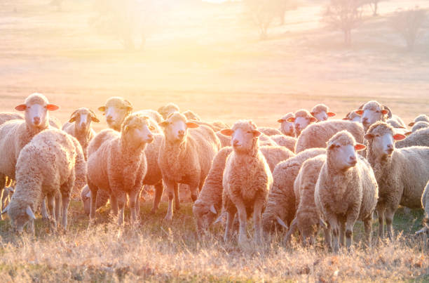 istock Flock of sheep at sunset 1133253177