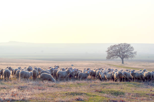istock Flock of sheep at sunset 1133253716