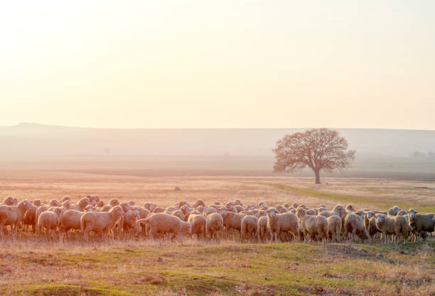 istock Flock of sheep at sunset 1133253769