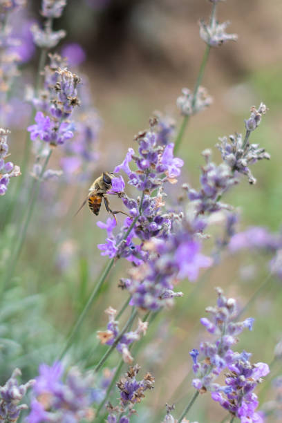 istock Fragrant lavender field with blooming purple flowers 1133256358