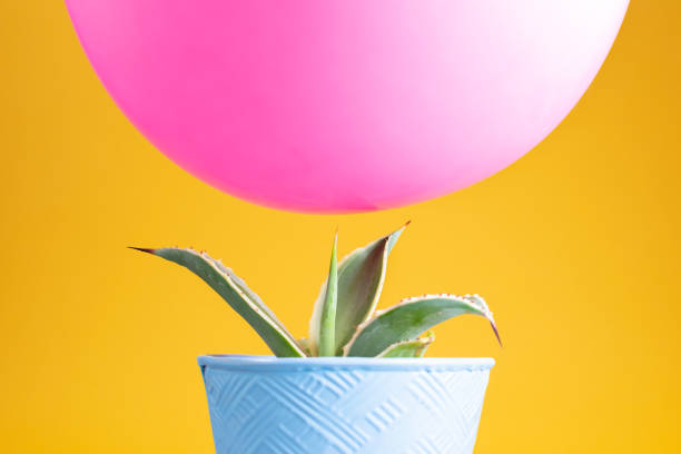 Balloon hovering over cactus stock photo
