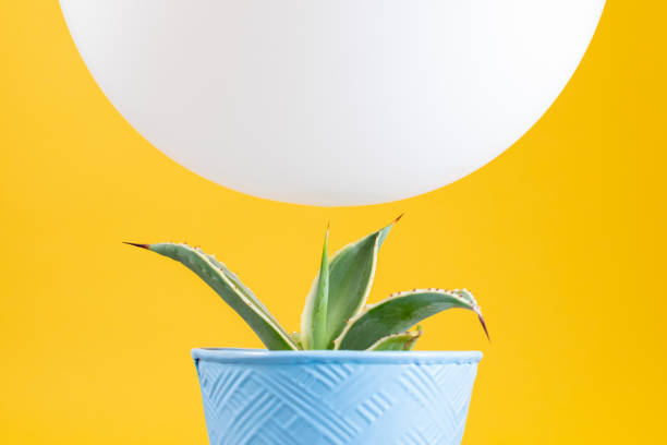Balloon hovering over cactus stock photo
