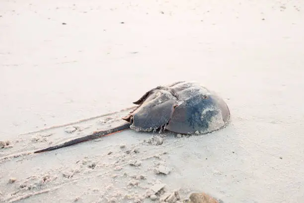 Horseshoe crab crawling back to the ocean on the beach on Delaware Bay at sunrise